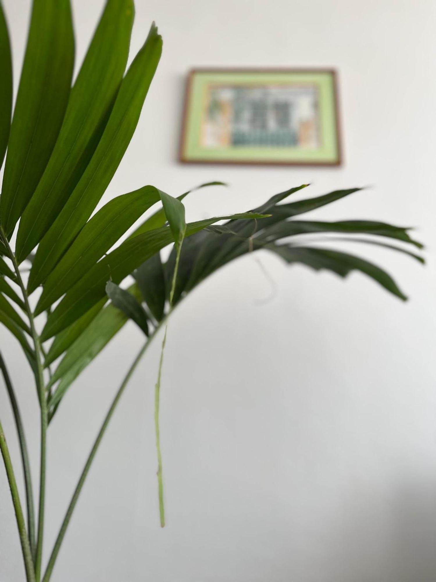 Jasmin - Appartement Face Plage Diamant 勒迪亚芒 外观 照片